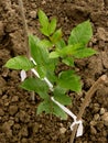 Ash-tree sapling Royalty Free Stock Photo