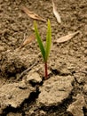 Ash-tree seedling Royalty Free Stock Photo