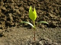 Ash-tree seedling Royalty Free Stock Photo