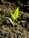 Ash-tree seedling Royalty Free Stock Photo