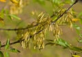 Ash-tree seeds