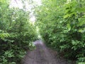 Ash tree thickets foliage summer road Royalty Free Stock Photo