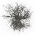 Ash tree top leafless Royalty Free Stock Photo