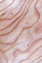 ash tree wood texture background in macro lens shoot Royalty Free Stock Photo