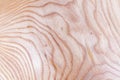 ash tree wood texture background in macro lens shoot Royalty Free Stock Photo