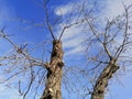 Ash Trees Bare Branches Twigs Blue Sky White Clouds