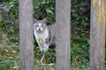 Ash white cat looking through the fence Royalty Free Stock Photo