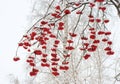 Ashberries in winter Royalty Free Stock Photo