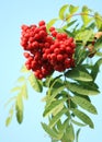 Ashberry Royalty Free Stock Photo