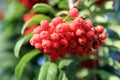 Ashberry Royalty Free Stock Photo
