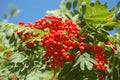 Ashberry branch Royalty Free Stock Photo