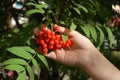 Ashberry branch in hand Royalty Free Stock Photo