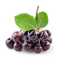 Ashberry branch Royalty Free Stock Photo