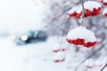 Ashberry branch in a snow Royalty Free Stock Photo