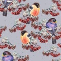 Ashberry and bullfinch Royalty Free Stock Photo