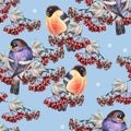 Ashberry and bullfinch Royalty Free Stock Photo