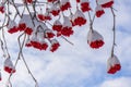 Ashberry bunches covered with snow in winter sunny day. Rowan tree with red berries in park or forest. Beautiful background, Royalty Free Stock Photo