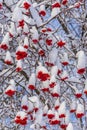 Ashberry bunches covered with snow in winter sunny day. Rowan tree with red berries in park or forest. Beautiful background, Royalty Free Stock Photo