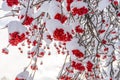Ashberry bunches covered with snow in winter sunny day. Rowan tree with red berries in park or forest. Beautiful background, Royalty Free Stock Photo