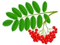 Ashberry cluster with red berry and green leaf isolated on white background.