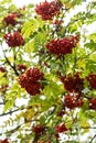 ashberry with leafs on sky background Royalty Free Stock Photo