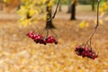 Ashberry in the park close-up in autumn. Royalty Free Stock Photo