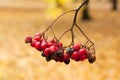 Ashberry in the park close-up in autumn. Royalty Free Stock Photo