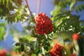 Ashberry on rowan tree in a sunny autumn day Royalty Free Stock Photo