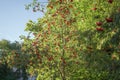 Ashberry on rowan tree in a sunny autumn day Royalty Free Stock Photo