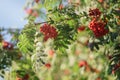 Ashberry on rowan tree in a sunny autumn day Royalty Free Stock Photo