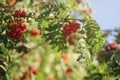 Ashberry on rowan tree in a sunny autumn day Royalty Free Stock Photo