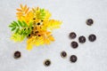 Ashberry tree leaves in a vase and dried lemon slices Royalty Free Stock Photo