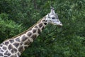 Asheboro, North Caolina zoo giraffe