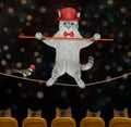 Cat ashen acrobat on tightrope in circus