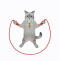 Cat ashen training with jumping rope Royalty Free Stock Photo