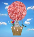 Cat ashen in basket of hot air flower balloon 2