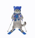 Cat ashen in blue scarf and hat skiing