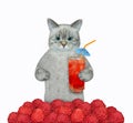 Cat ashen drinks raspberries juice