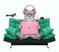 Cat ashen with pink laptop in green sofa