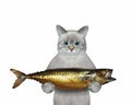 Cat ashen holding large smoked mackerel