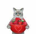 Cat ashen holds bowl of strawberry