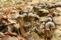 Ashen Chanterelle