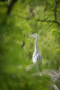 Ashen Egret standing on the tree.