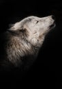 An ashen white polar wolf snout on a black background howls in the moonlight., a gloomy of sadness and longing. close-up