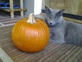 Ashes, A Beautiful Russian Blue Cat is Ready For Autumn and the Fall Season With Her Special Pumpkin Straight From the Patch