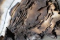 Ashes of burnt paper close-up. Consequences of the action of fire Royalty Free Stock Photo