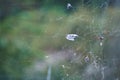 Ashes from a cigarette in a cobweb outside the window. Selective focus Royalty Free Stock Photo