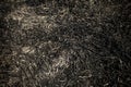 Ashes of dry grass after burning on ground Royalty Free Stock Photo