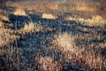 Ashes after a fire in the dry grass field, close Royalty Free Stock Photo