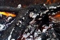 Ashes of a forest fire. Royalty Free Stock Photo